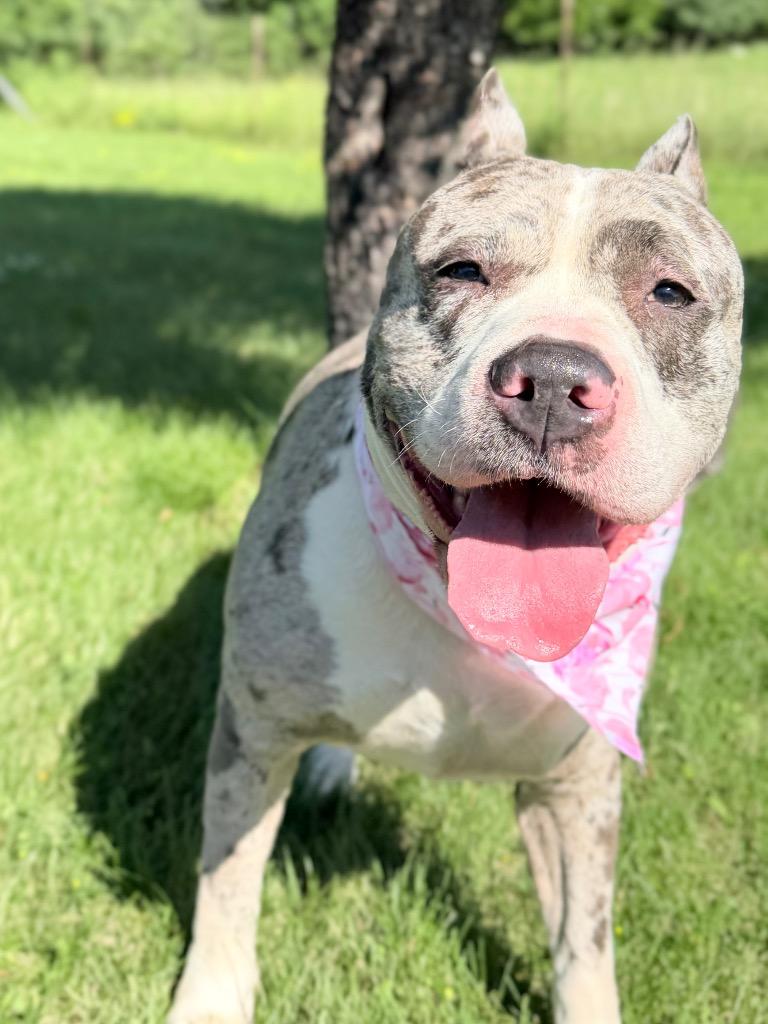 Enlarge Tumbler, a Adoptable mixed breed in Menomonie, WI image 2/4