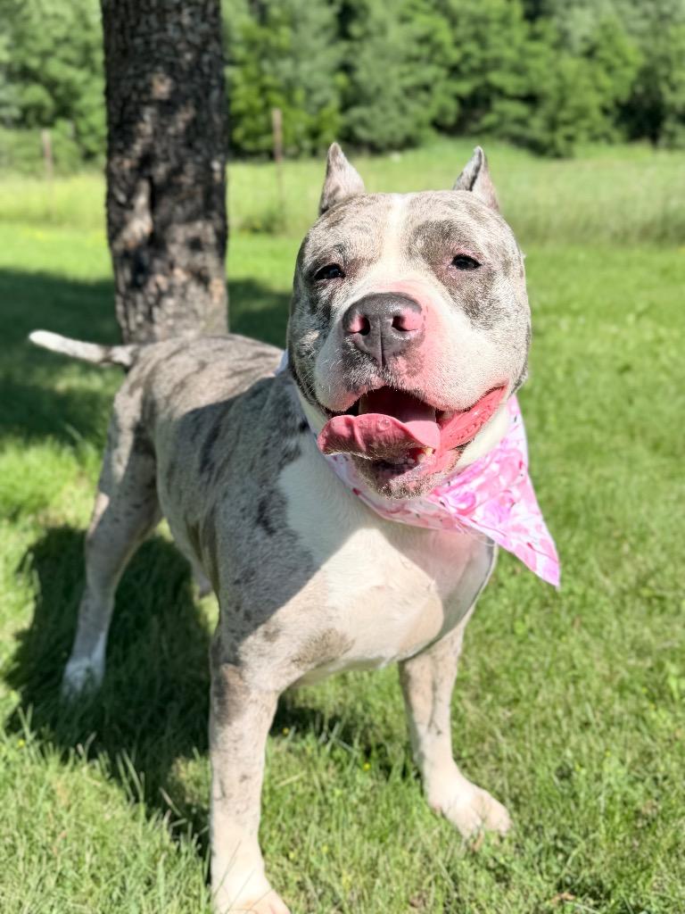 Enlarge Tumbler, a Adoptable mixed breed in Menomonie, WI image 3/4