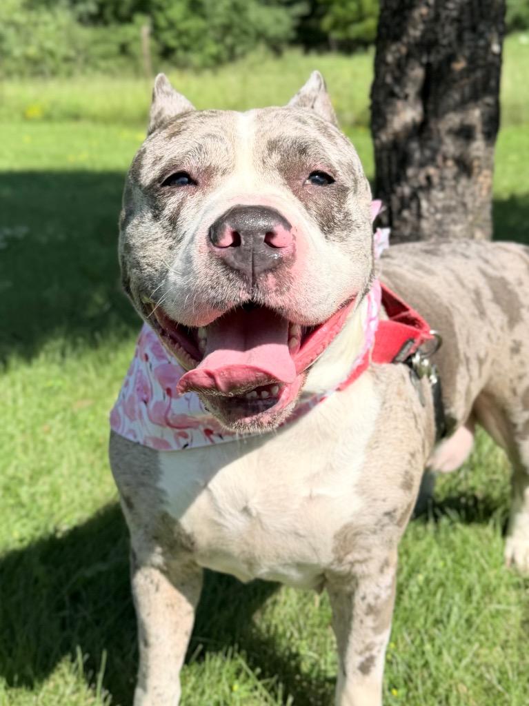 Enlarge Tumbler, a Adoptable mixed breed in Menomonie, WI image 4/4