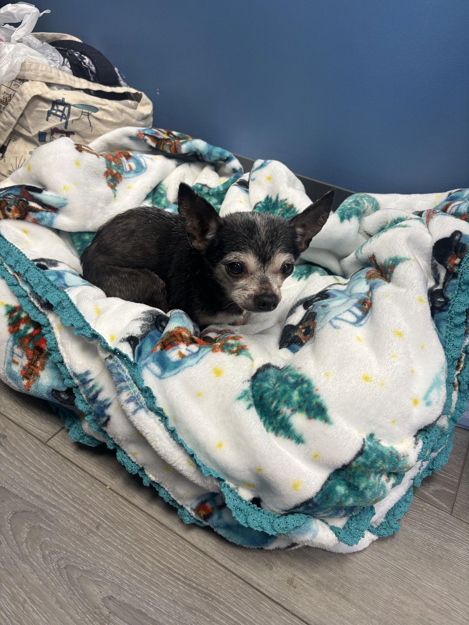 Enlarge Matilda, a Adopted Chihuahua in Georgetown, KY image 2/3