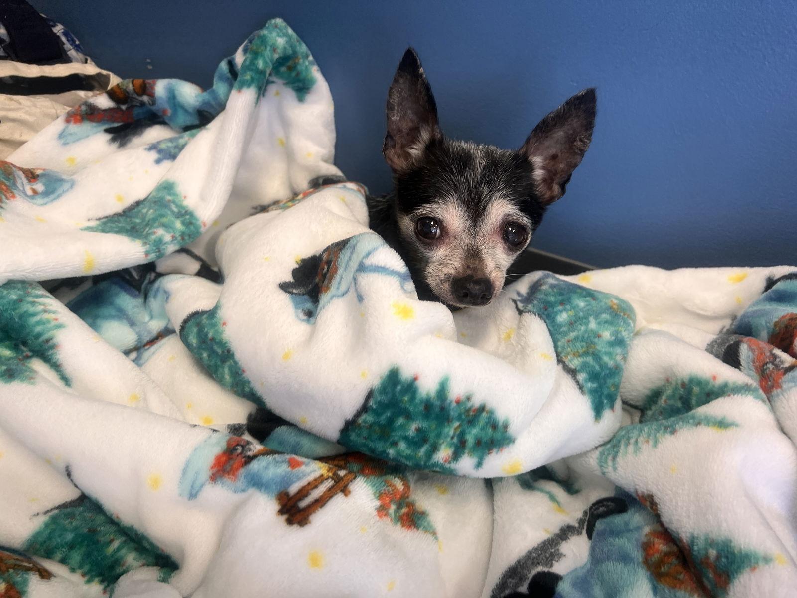 Enlarge Matilda, a Adopted Chihuahua in Georgetown, KY image 3/3