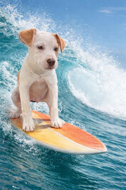 Enlarge SQUIRT, a Adoptable mixed breed in Globe, AZ image 1/1