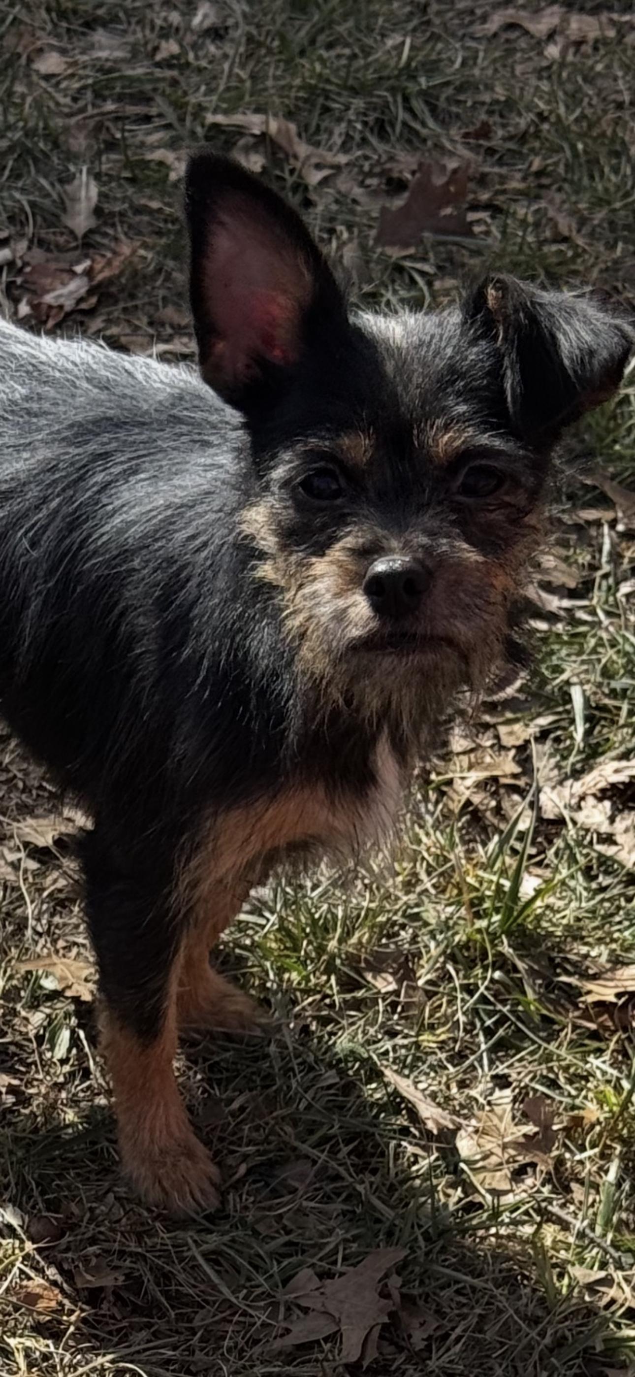 Dolly, a ADOPTABLE Mixed Breed in Chesterfield, MO image 2/2