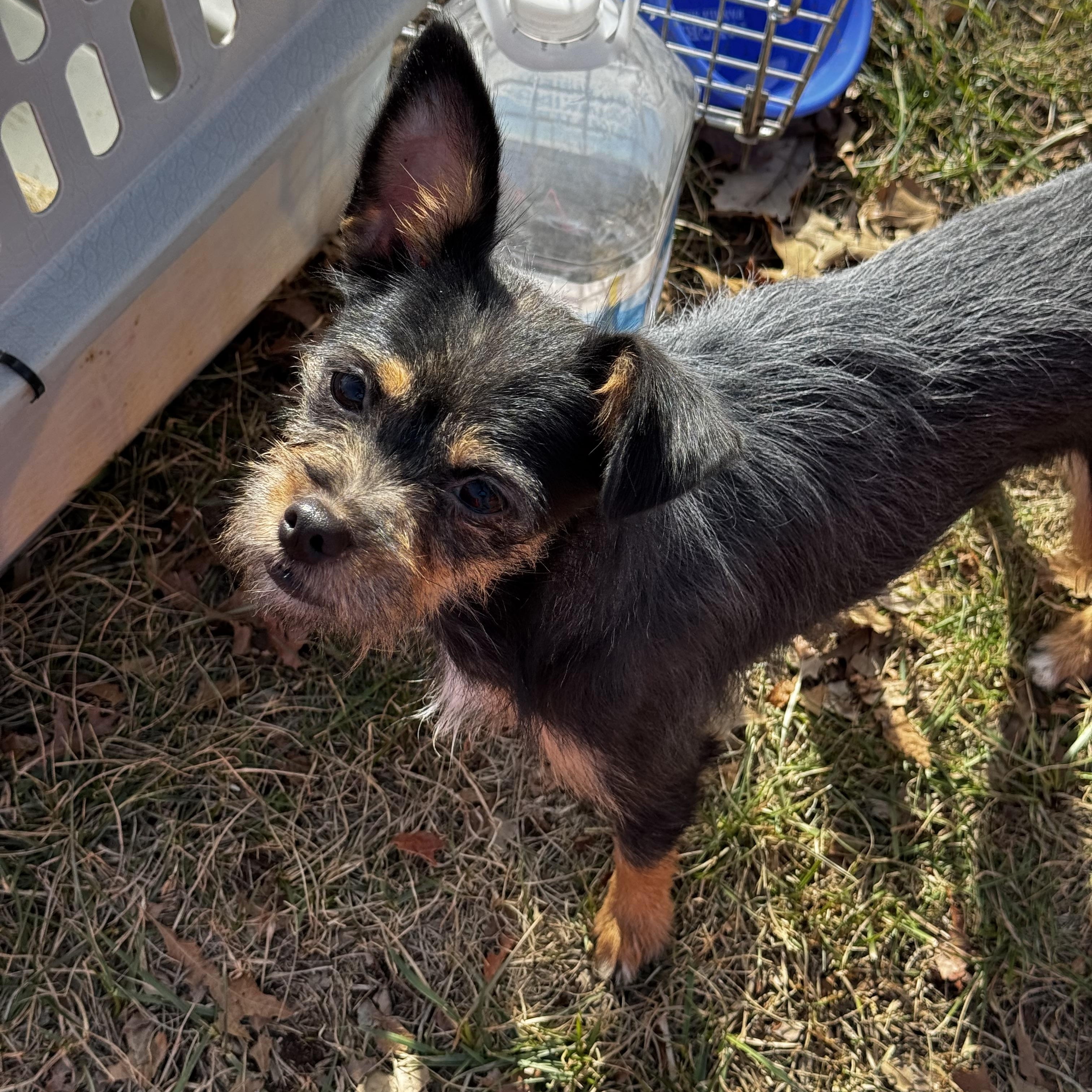 Dolly, ADOPTABLE, Young Female Mixed Breed.