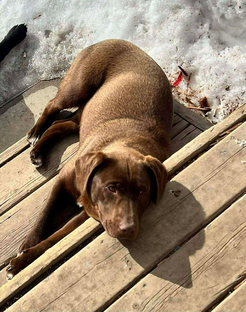 Mavis, Adoptable, Puppy Female Labrador Retriever & Mixed Breed.
