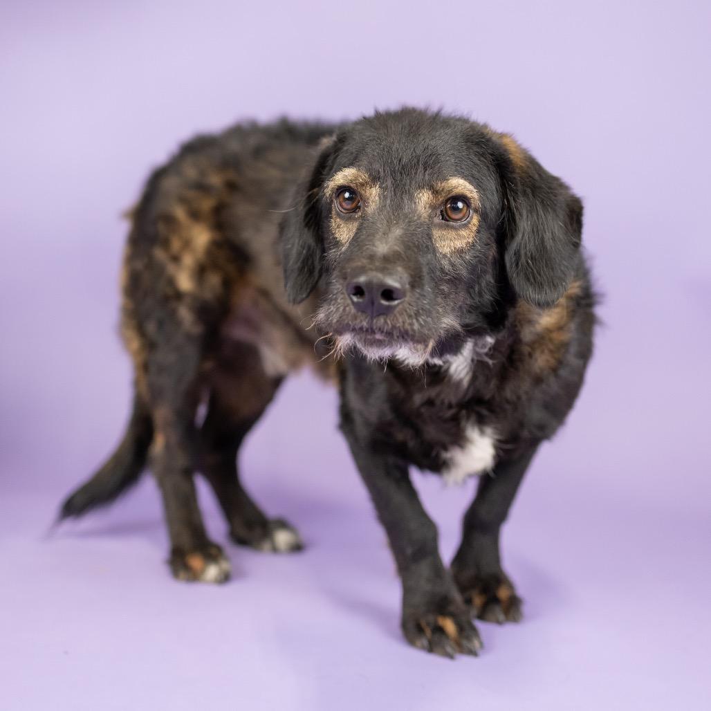 Jett, Adoptable, Young Male Mixed Breed.
