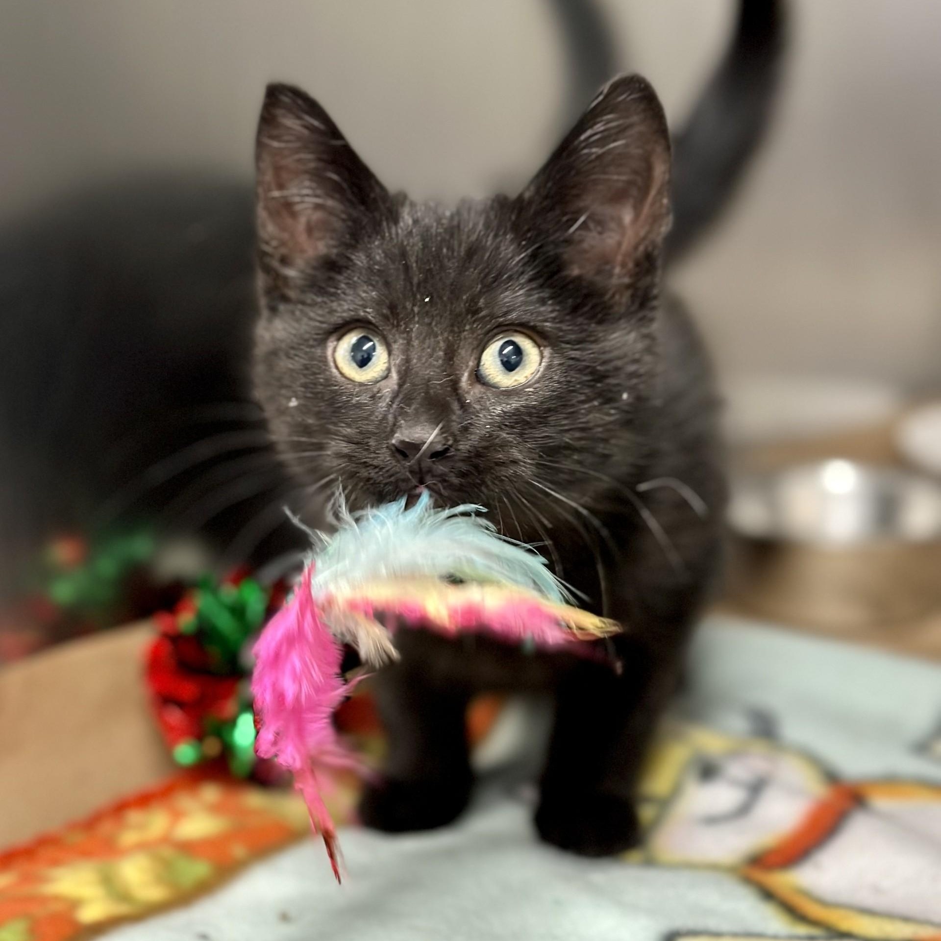 Daisy , a ADOPTABLE Domestic Short Hair in Jackson, NJ image 1/2