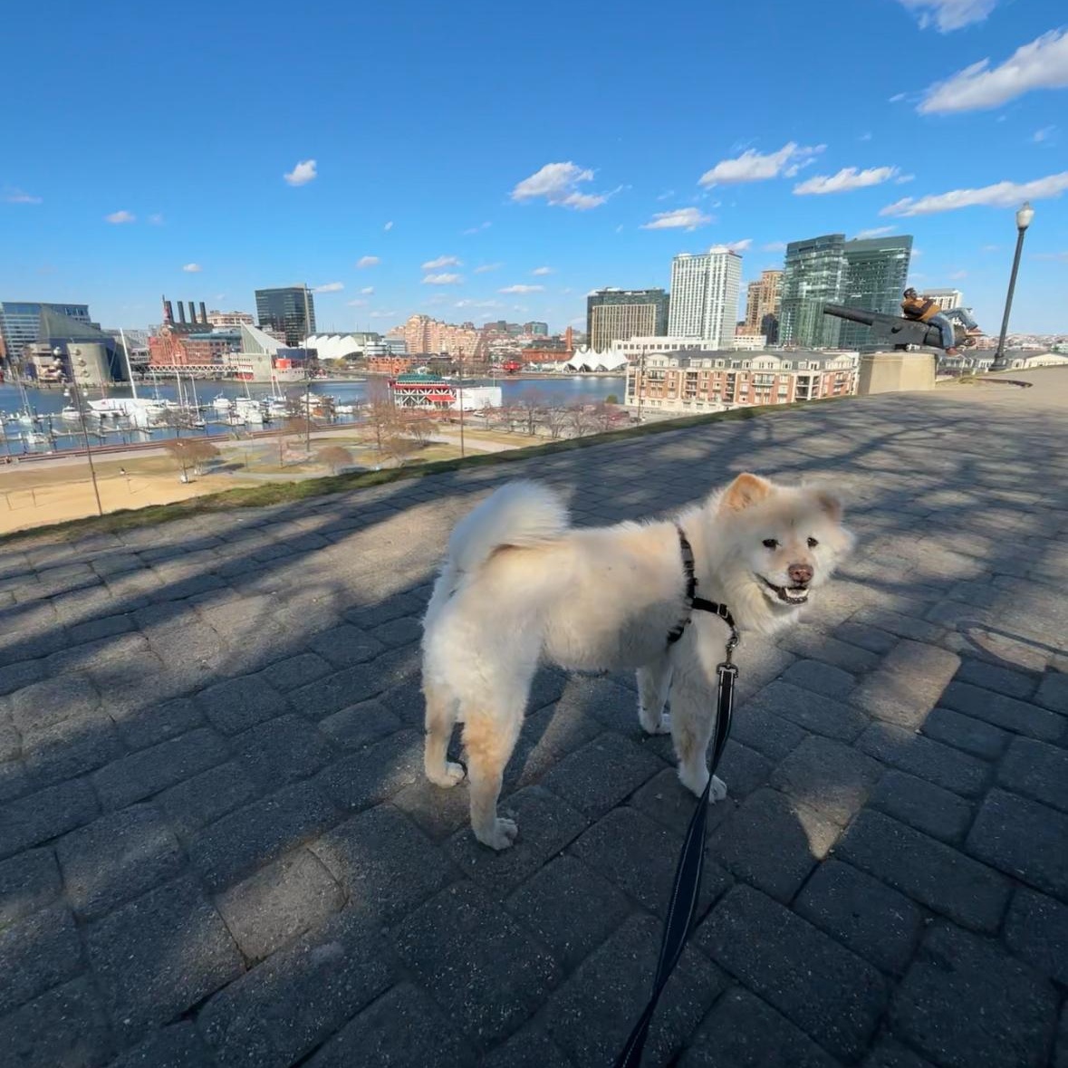 Greta, a Adopted Chow Chow in Baltimore, MD image 6/6