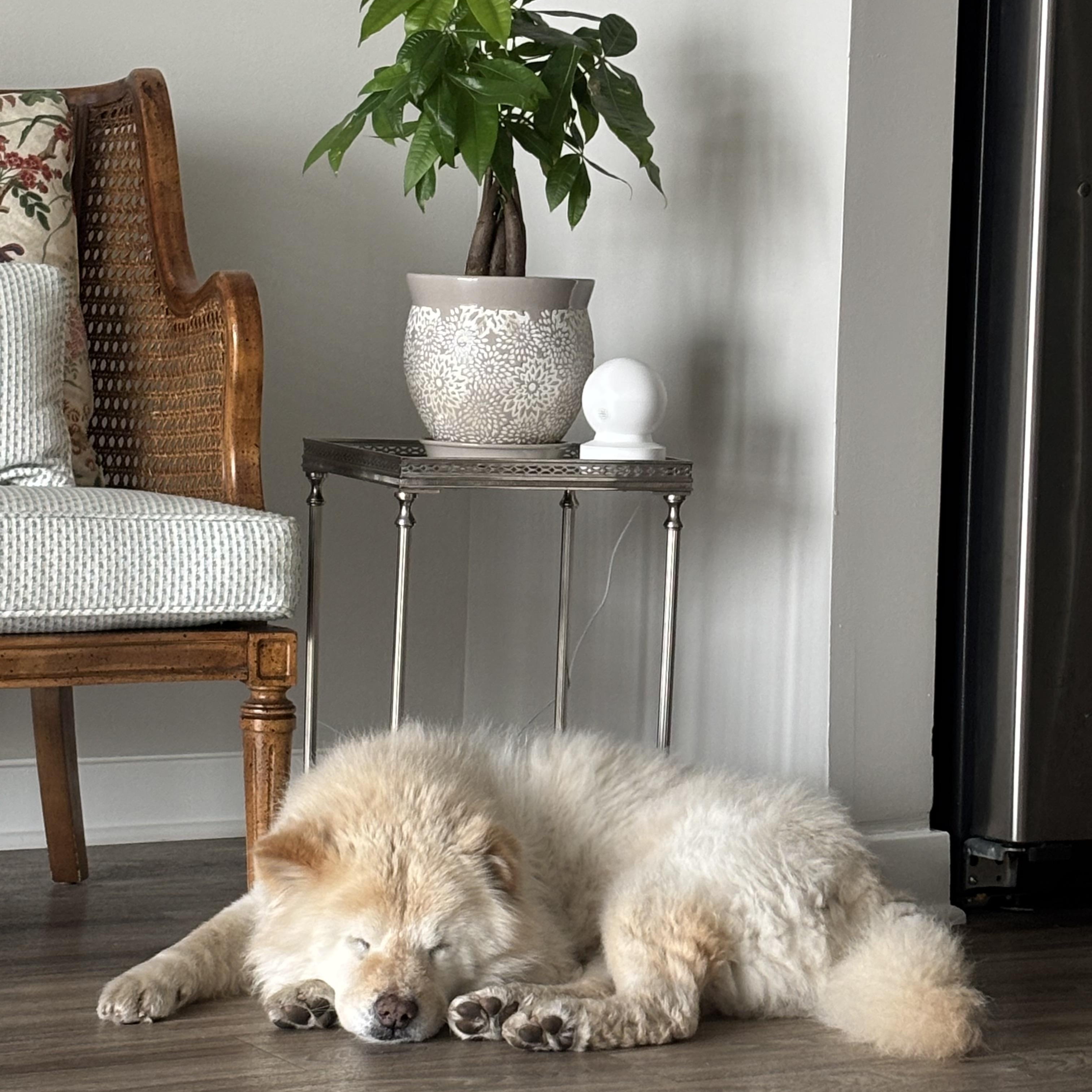 Greta, a Adopted Chow Chow in Baltimore, MD image 2/6