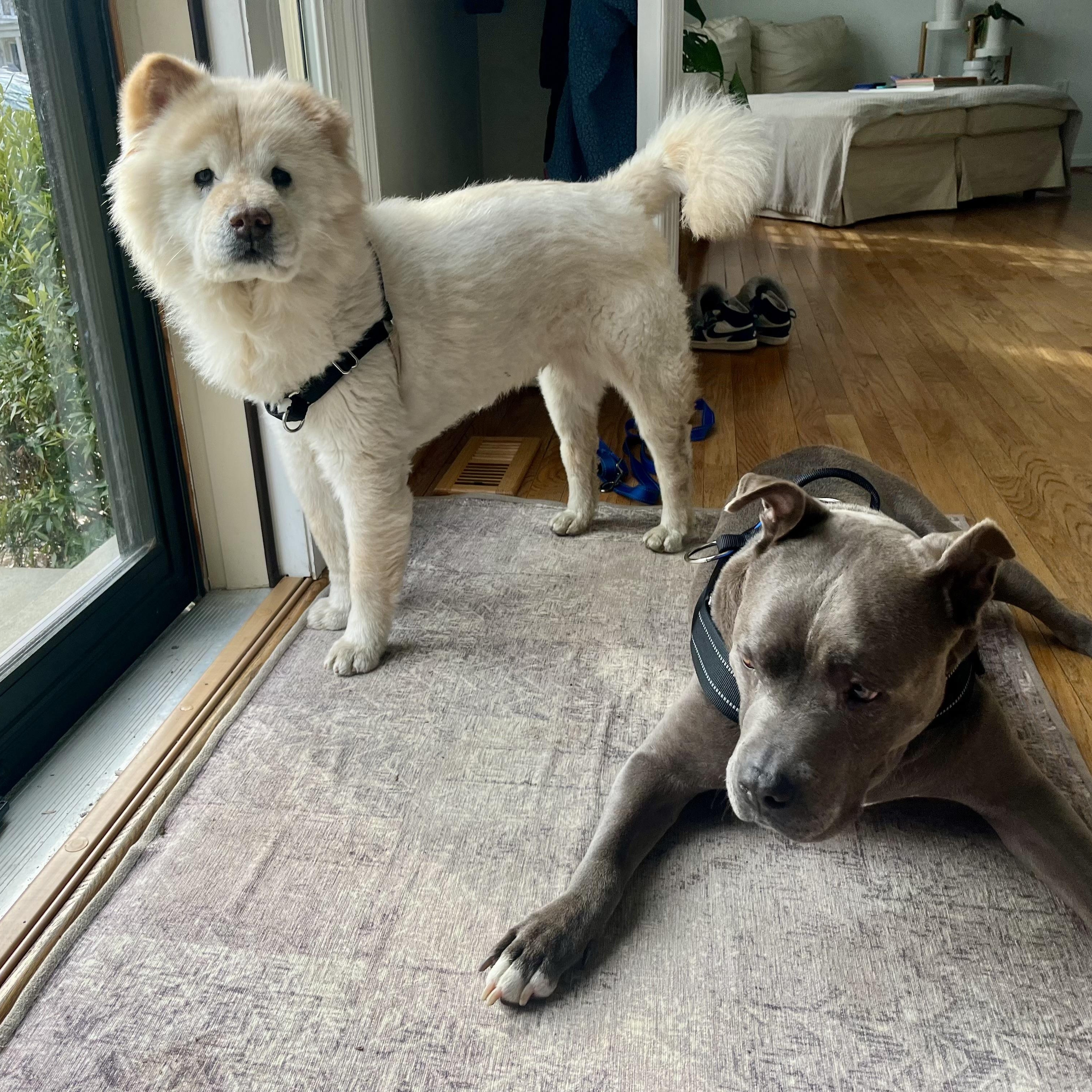 Greta, a Adopted Chow Chow in Baltimore, MD image 3/6