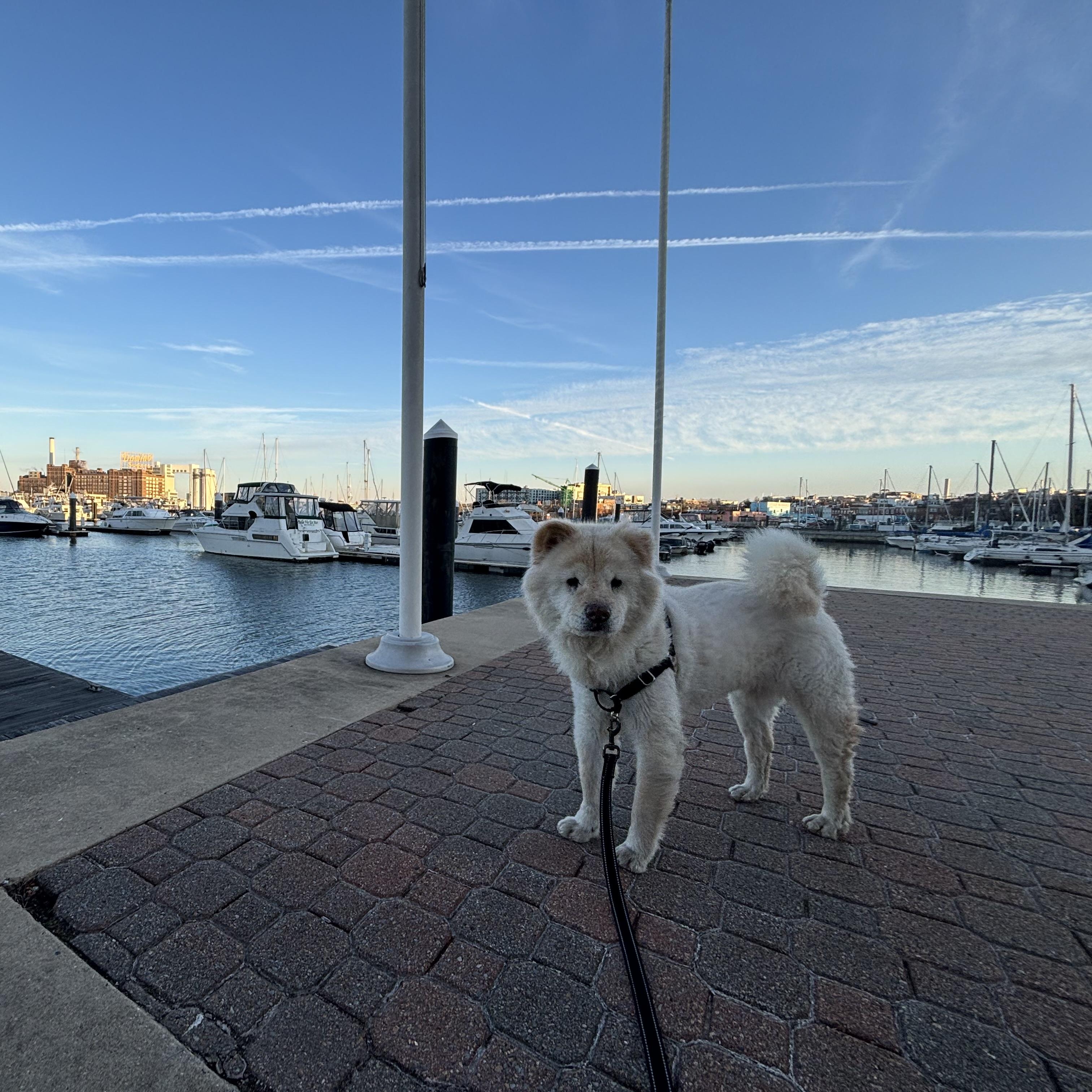 Greta, a Adopted Chow Chow in Baltimore, MD image 5/6