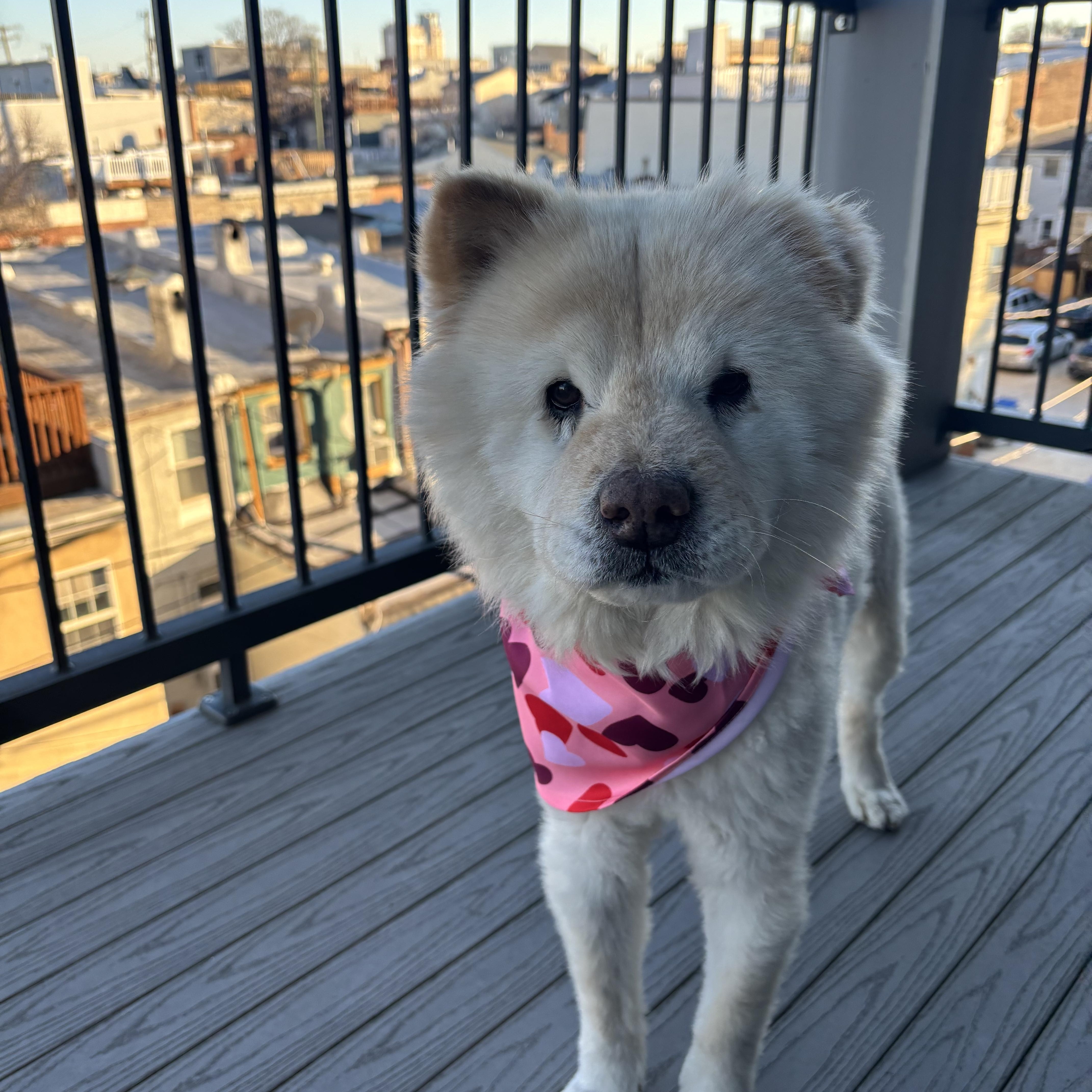 Greta, Adopted, Senior Female Chow Chow.