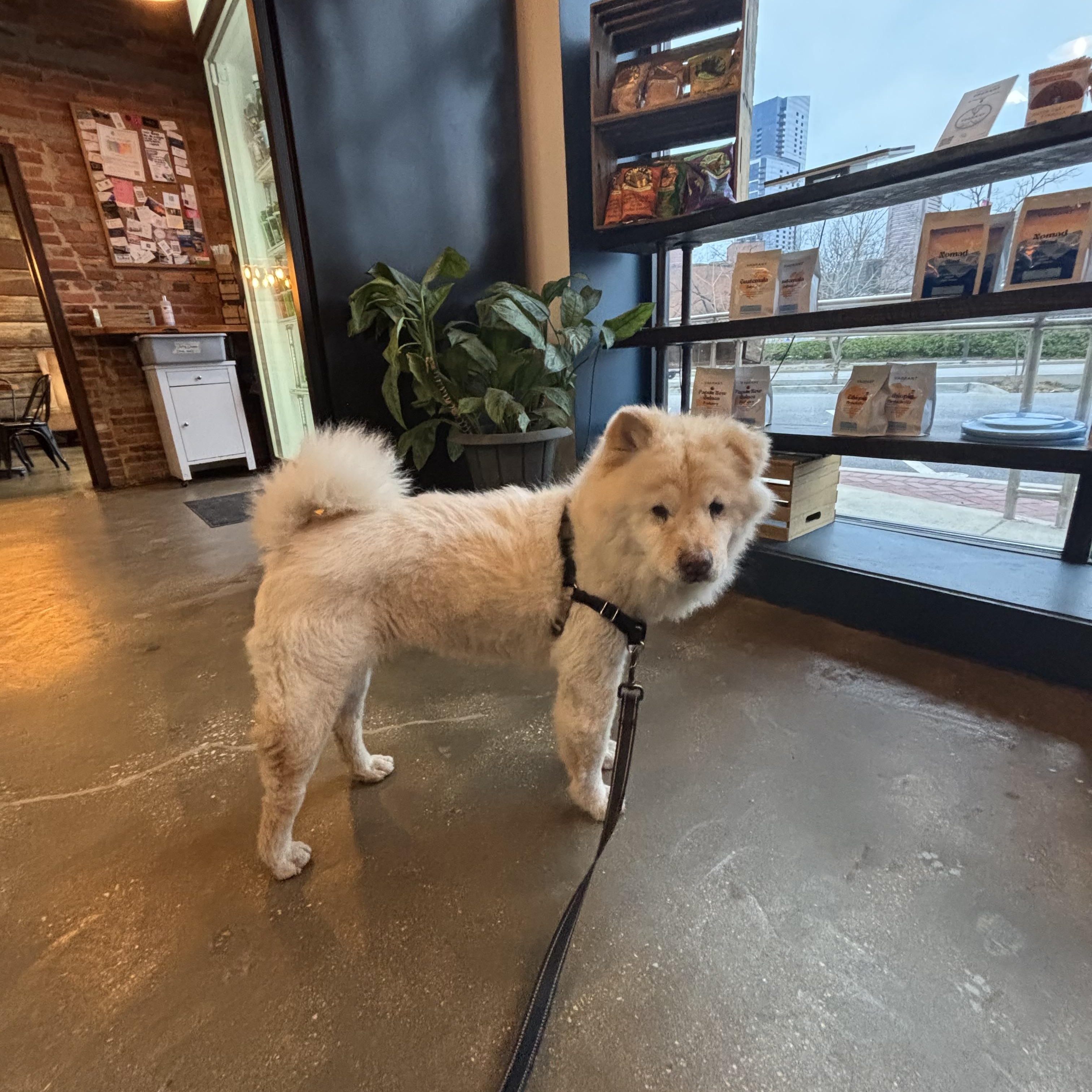 Greta, a Adopted Chow Chow in Baltimore, MD image 4/6