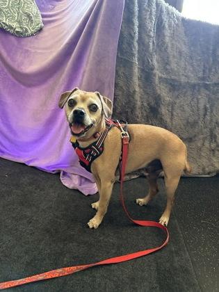 Enlarge Mookie, a Adoptable mixed breed in Scotia, NY image 1/3