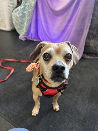 Mookie, Adoptable, Senior Male Pug & Beagle.
