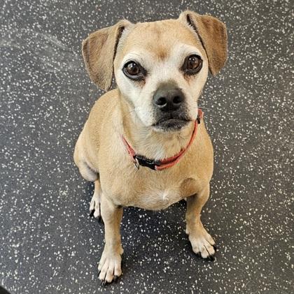 Enlarge Mookie, a Adoptable mixed breed in Scotia, NY image 3/3