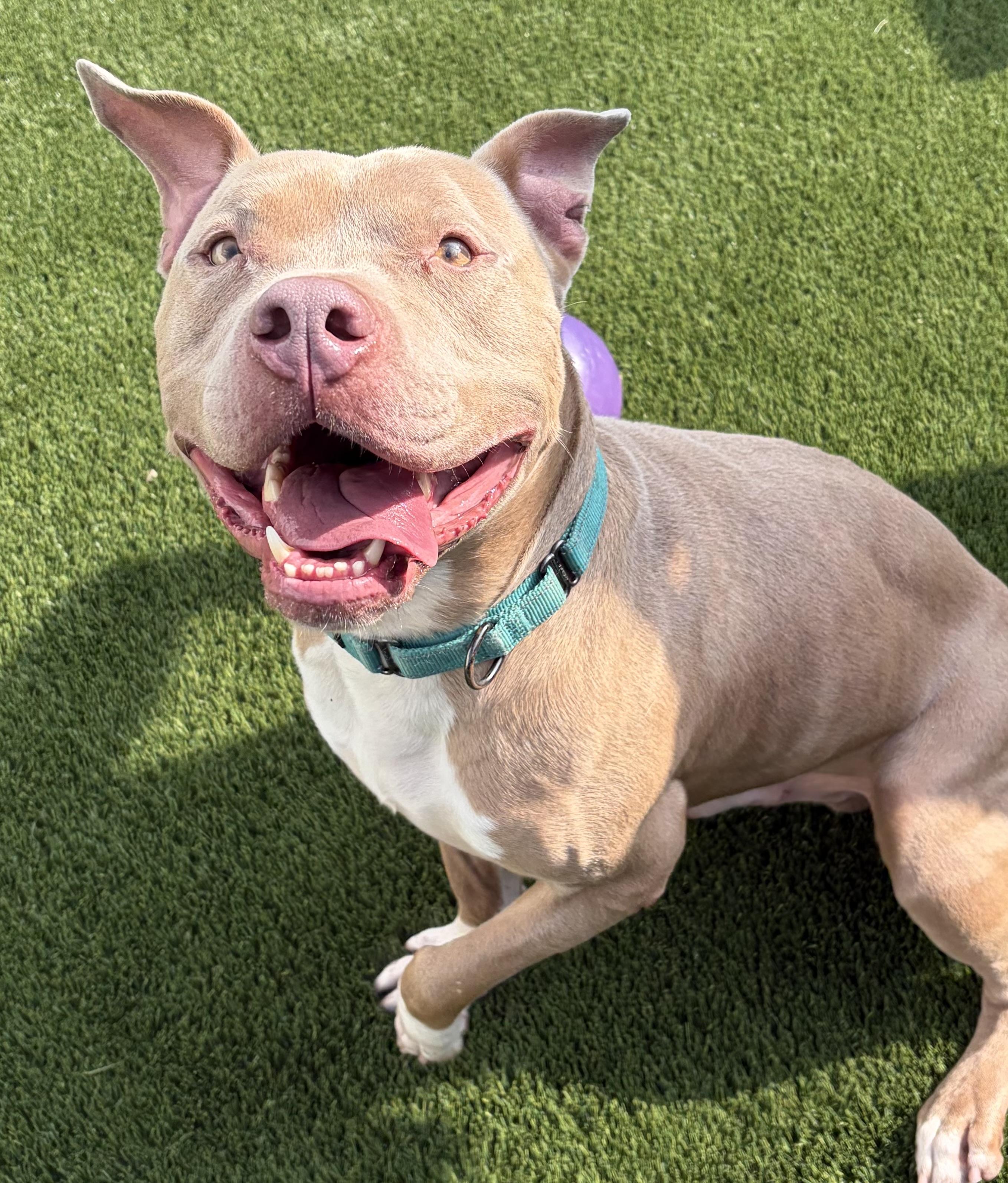 Enlarge Screech, a Adoptable Mixed Breed in McKeesport, PA image 1/6