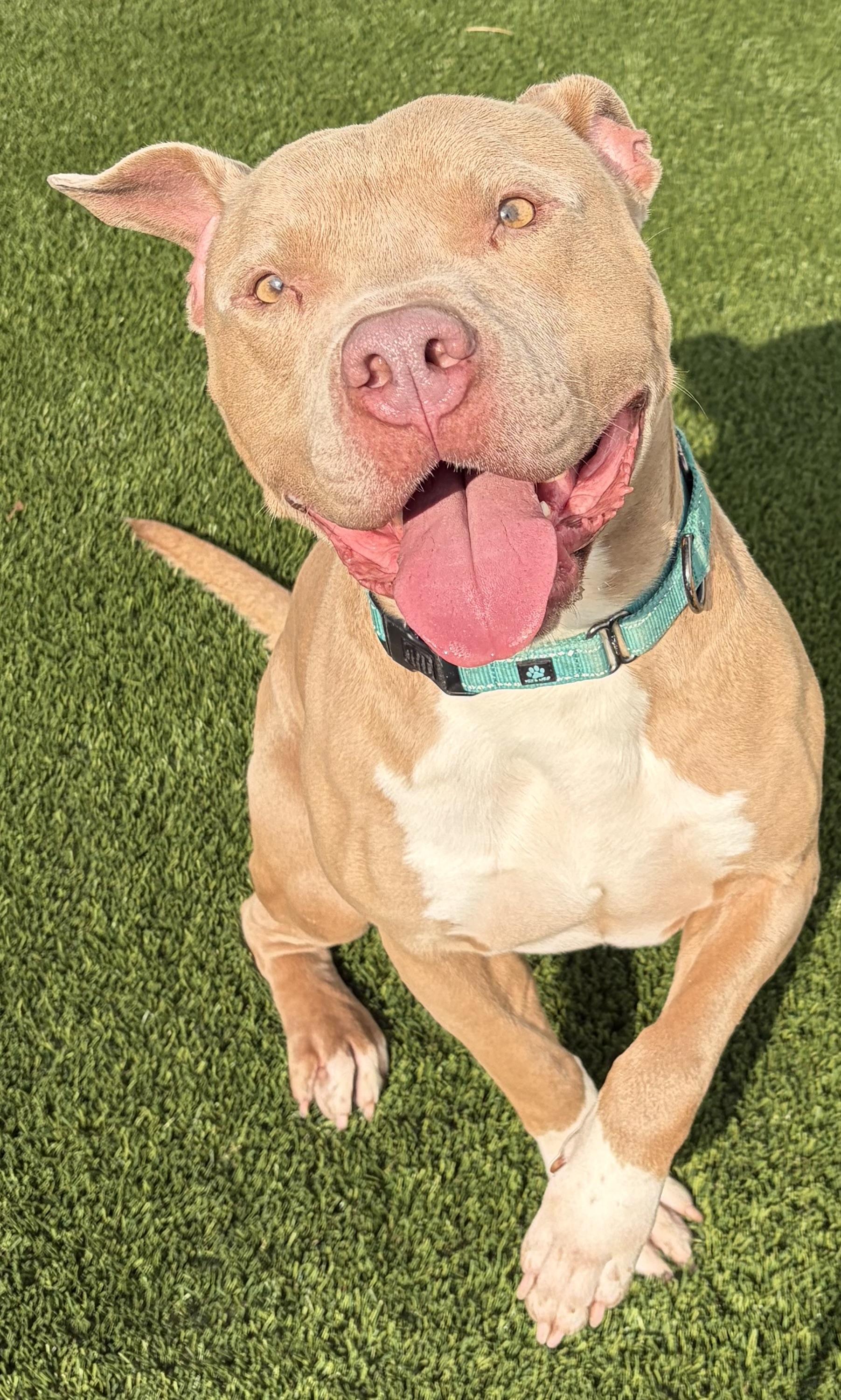 Enlarge Screech, a Adoptable Mixed Breed in McKeesport, PA image 5/6