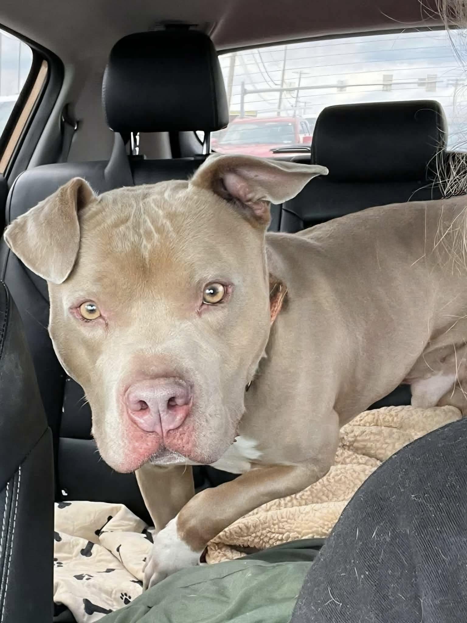 Screech, ADOPTABLE, Young Male Mixed Breed.