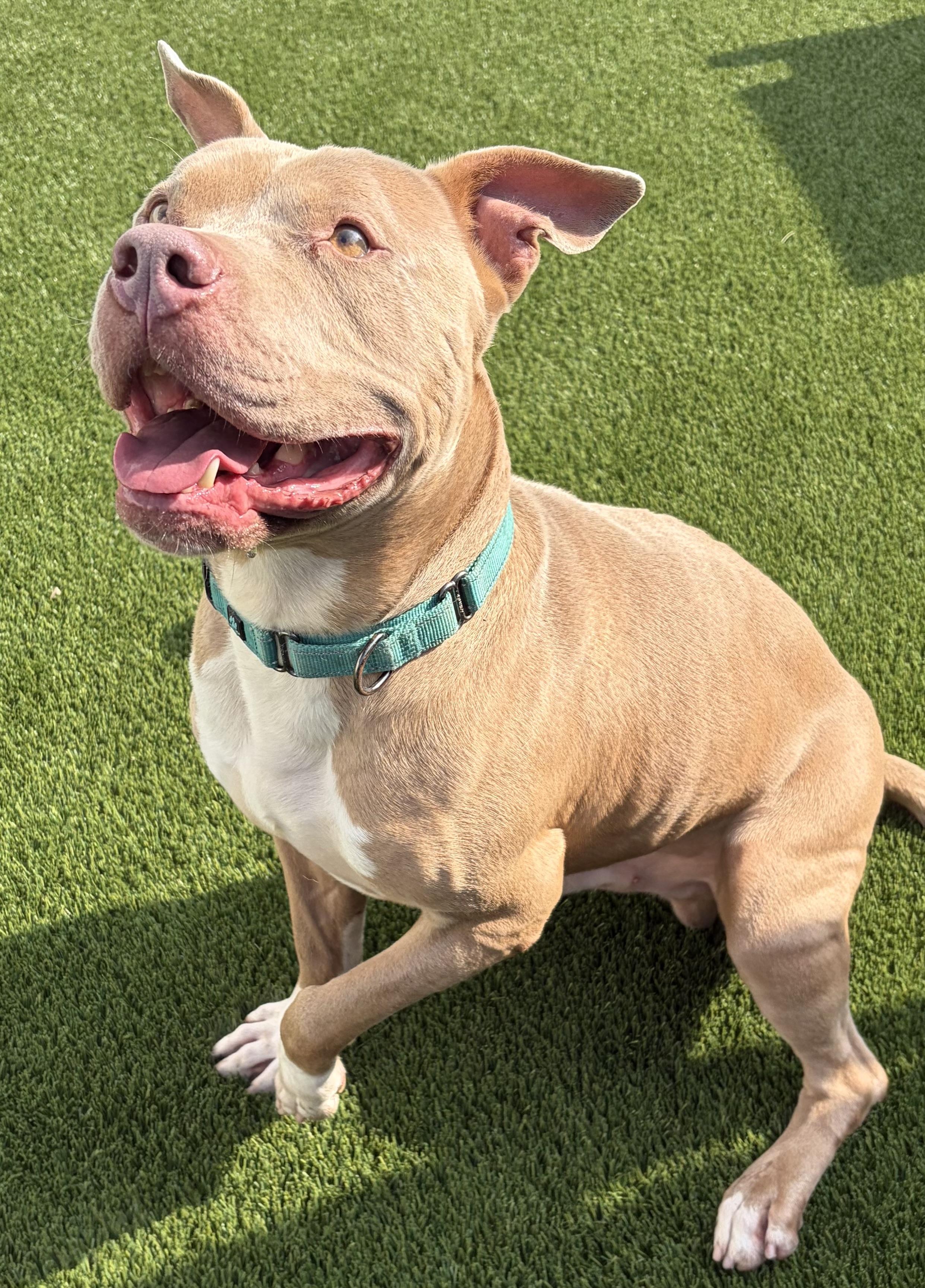 Enlarge Screech, a Adoptable Mixed Breed in McKeesport, PA image 6/6