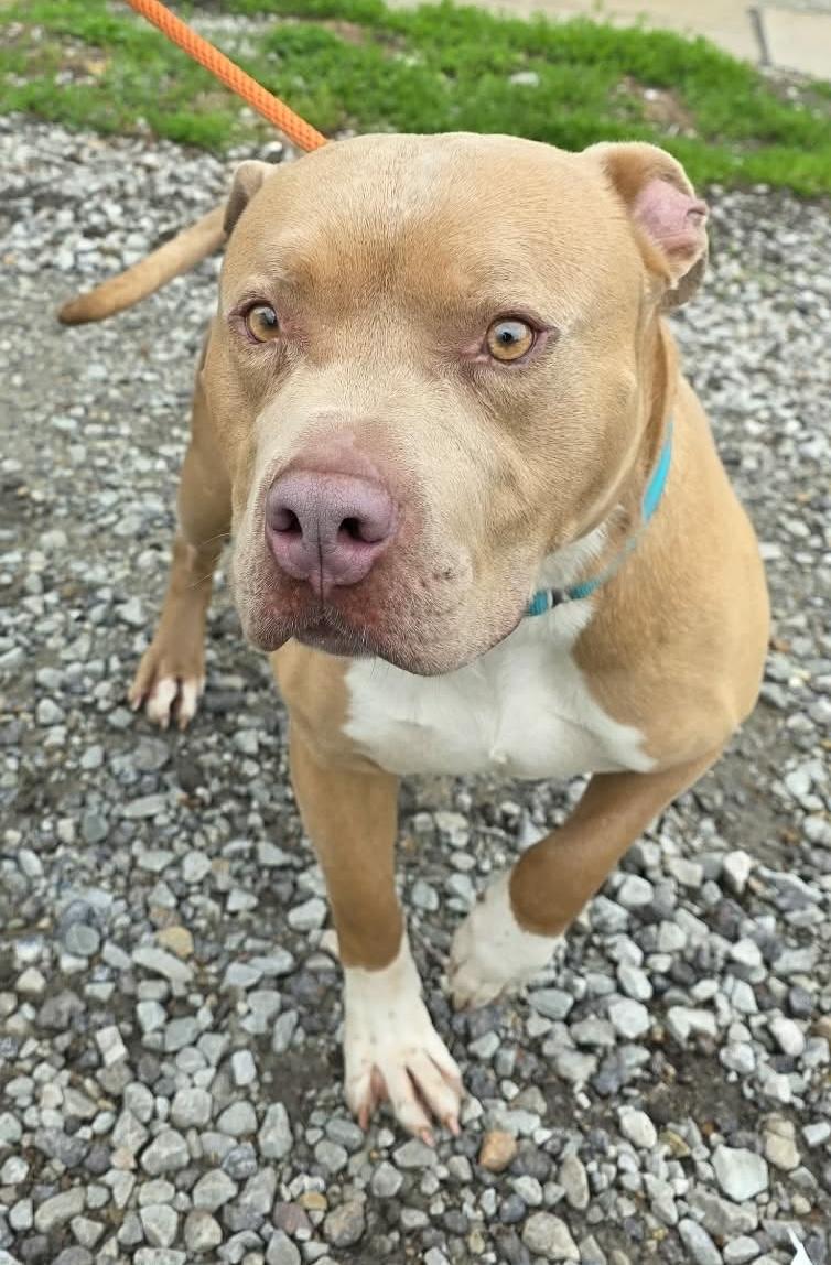 Enlarge Screech, a ADOPTABLE Mixed Breed in McKeesport, PA image 5/5
