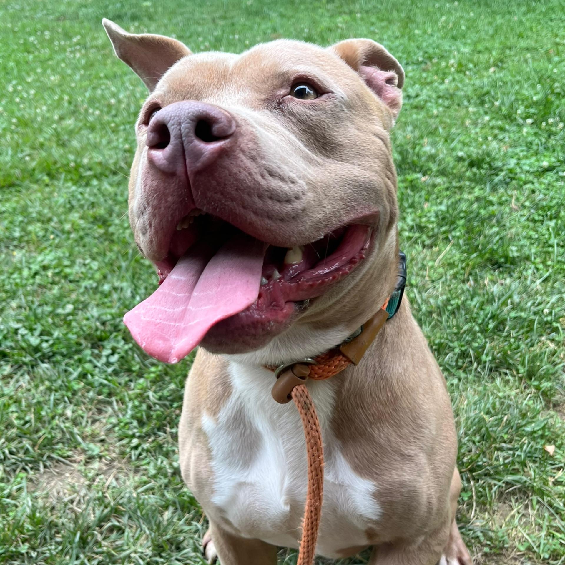 Screech, a ADOPTABLE Mixed Breed in McKeesport, PA image 5/6
