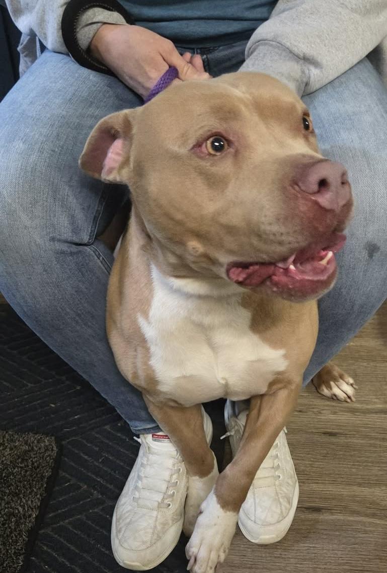 Enlarge Screech, a ADOPTABLE Mixed Breed in McKeesport, PA image 4/5