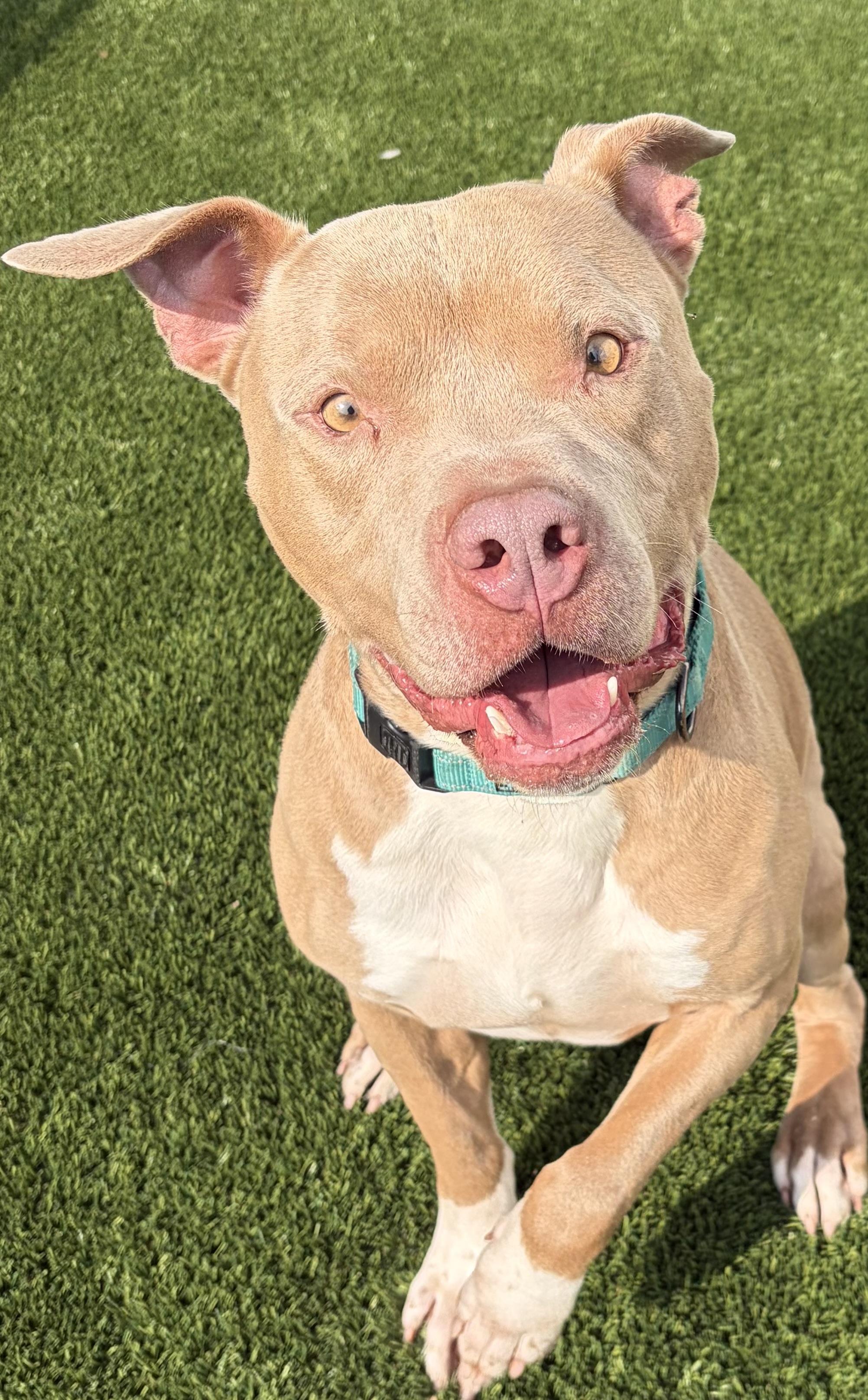 Enlarge Screech, a Adoptable Mixed Breed in McKeesport, PA image 4/6