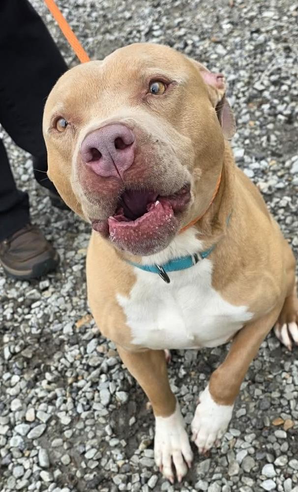 Enlarge Screech, a ADOPTABLE Mixed Breed in McKeesport, PA image 3/5
