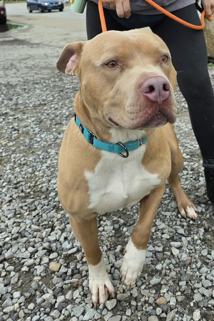 Screech, ADOPTABLE, Adult Male Mixed Breed.