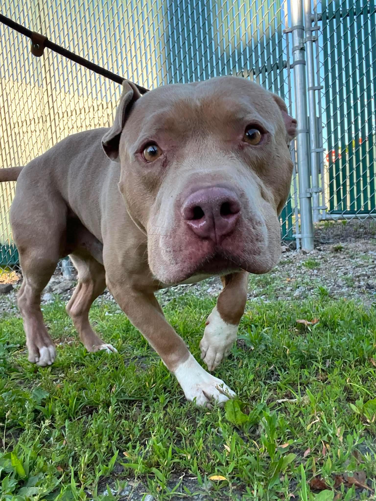 Screech, a ADOPTABLE Mixed Breed in McKeesport, PA image 5/6