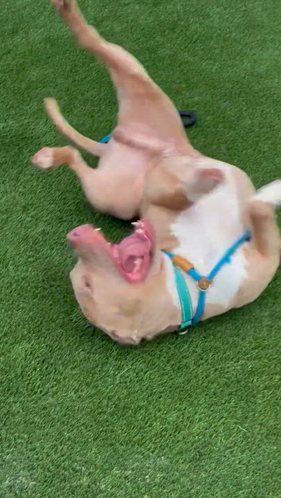 Enlarge Screech, a ADOPTABLE Mixed Breed in McKeesport, PA video 6/6