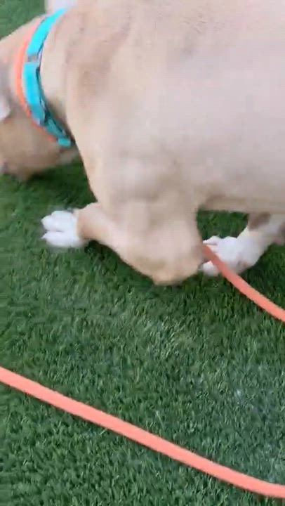 Enlarge Screech, a ADOPTABLE Mixed Breed in McKeesport, PA video 6/6