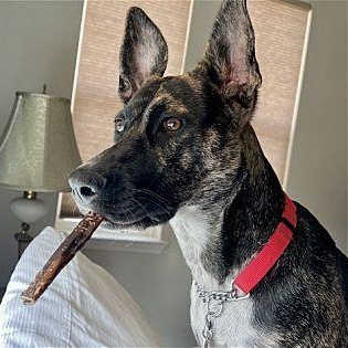 Ori~ Pro Trained And thumbnail 3