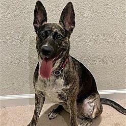 Ori~ Pro Trained And