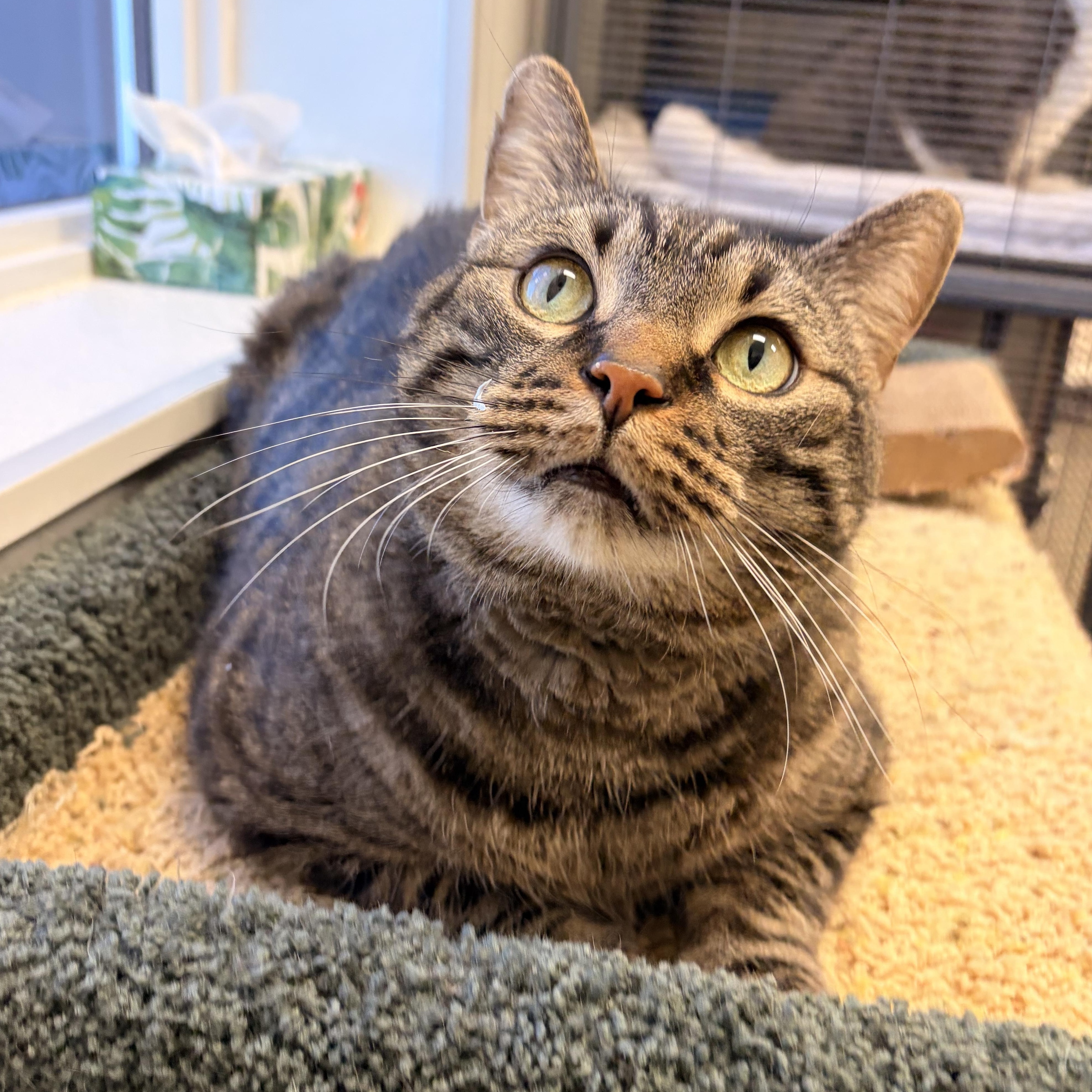 Enlarge Hubba Bubba, an adopted Domestic Short Hair in Medicine Hat, AB image 1/1