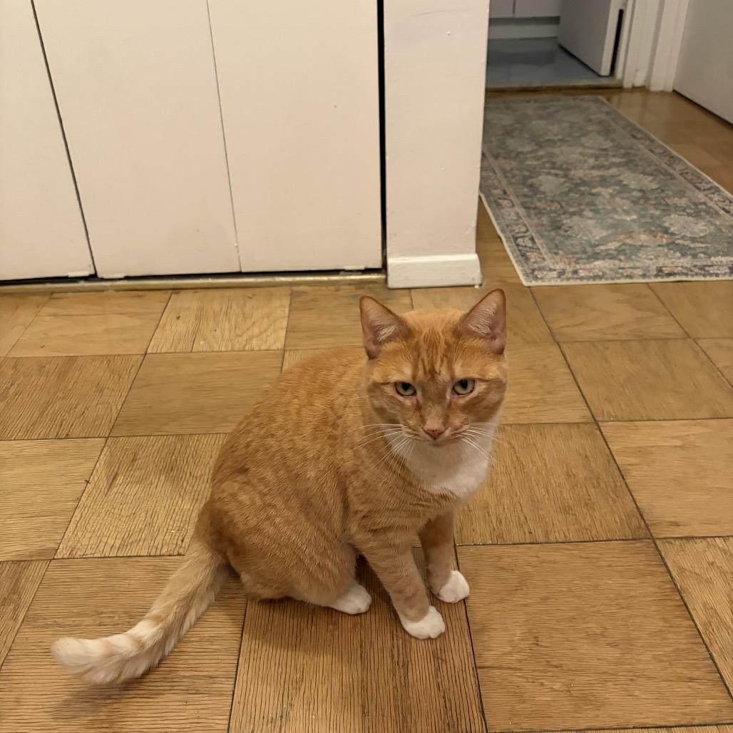 Goldie 2 bonded Leland — thumbnail 2