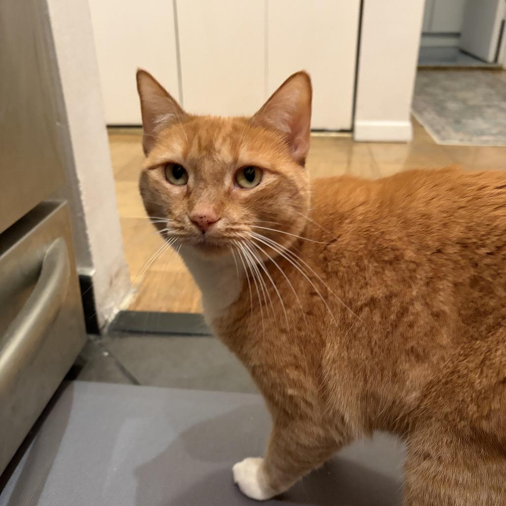 Goldie 2 bonded Leland — thumbnail 3