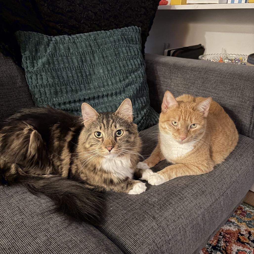 Goldie 2 bonded Leland — thumbnail 4