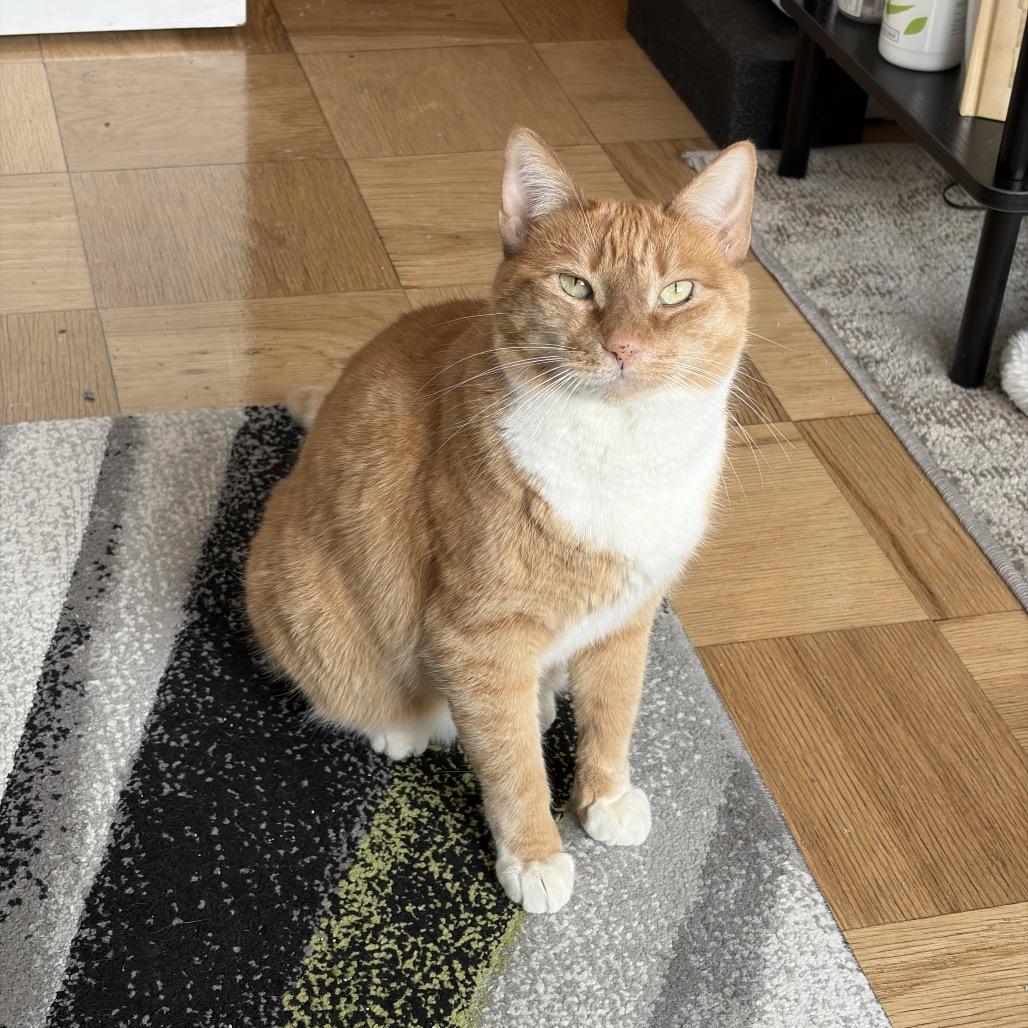 Goldie 2 bonded Leland — thumbnail 5