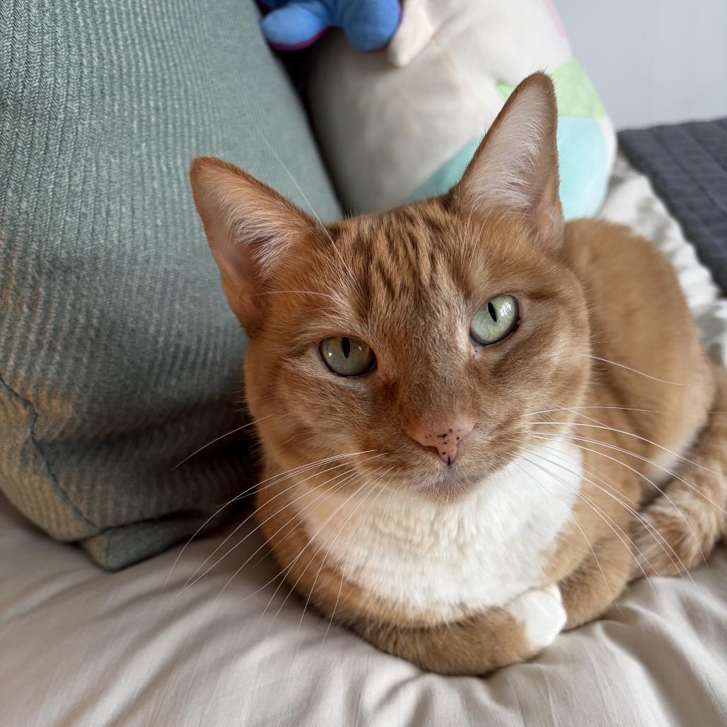 Goldie 2 bonded Leland — thumbnail 6