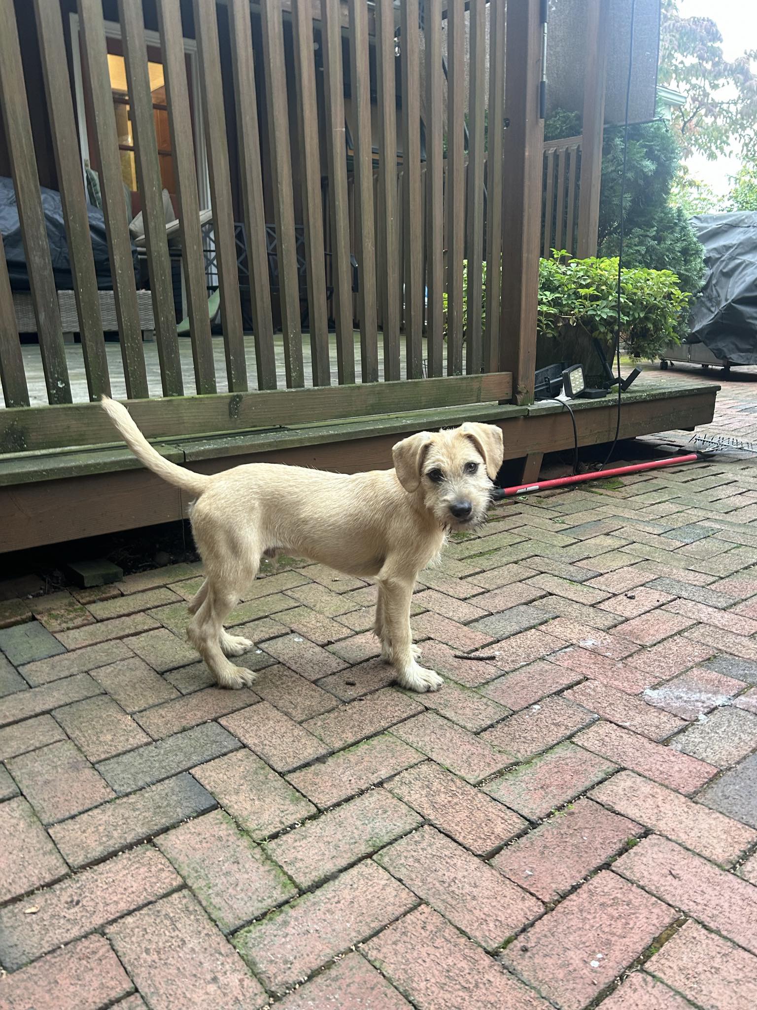 Dog for adoption Payton, a Labrador Retriever Mix in Wallington, NJ
