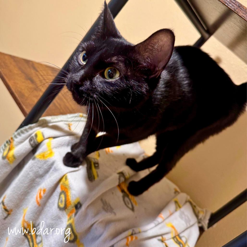 Jasmine, Adoptable, Adult Female Domestic Short Hair.