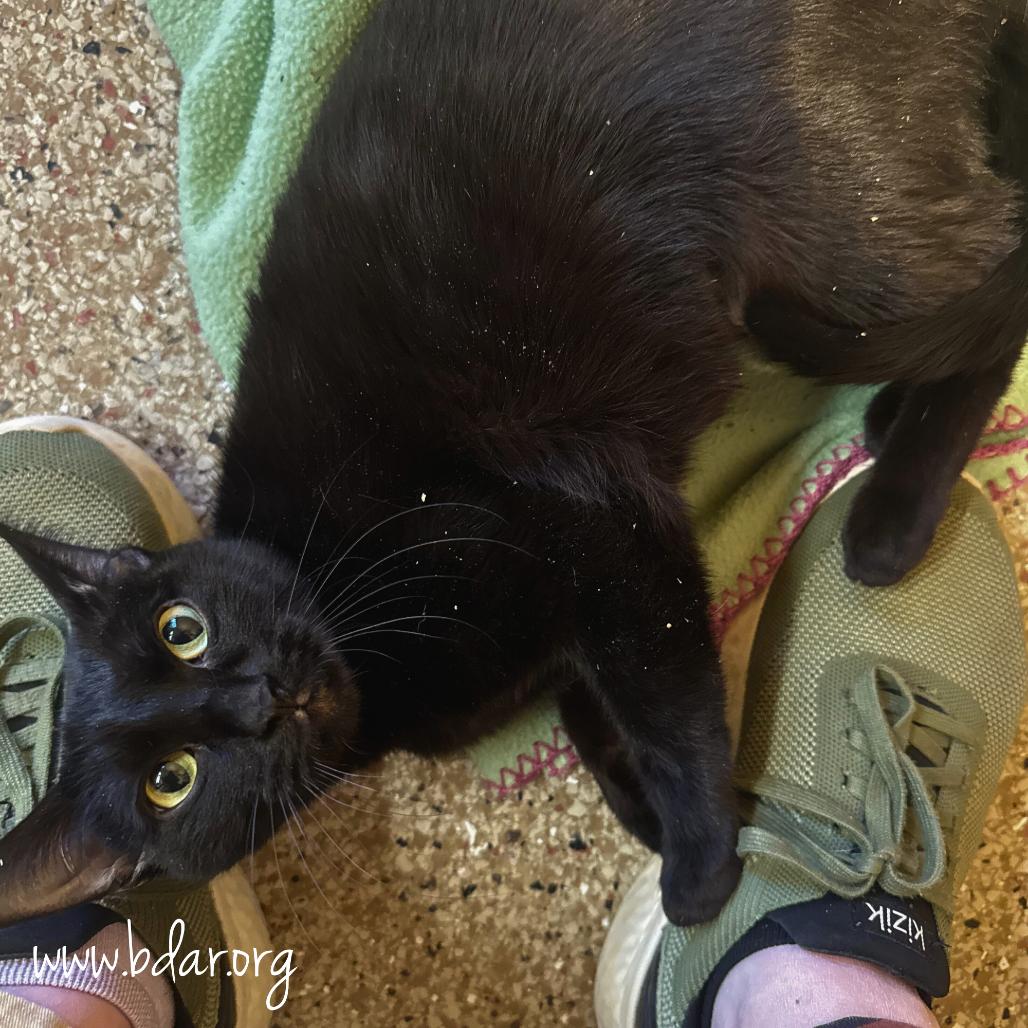 Enlarge Jasmine, a Adoptable Domestic Short Hair in Cheyenne, WY image 2/2