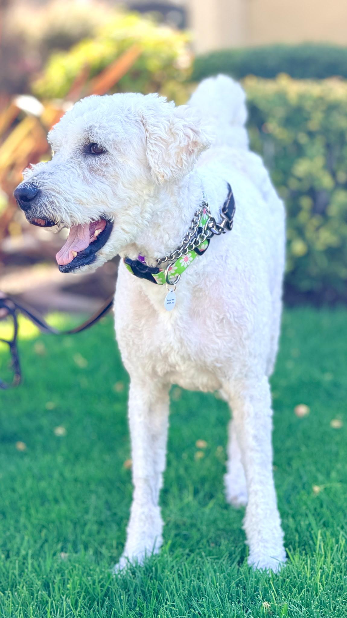 Darla, a ADOPTABLE mixed breed in Corona Del Mar, CA image 3/5