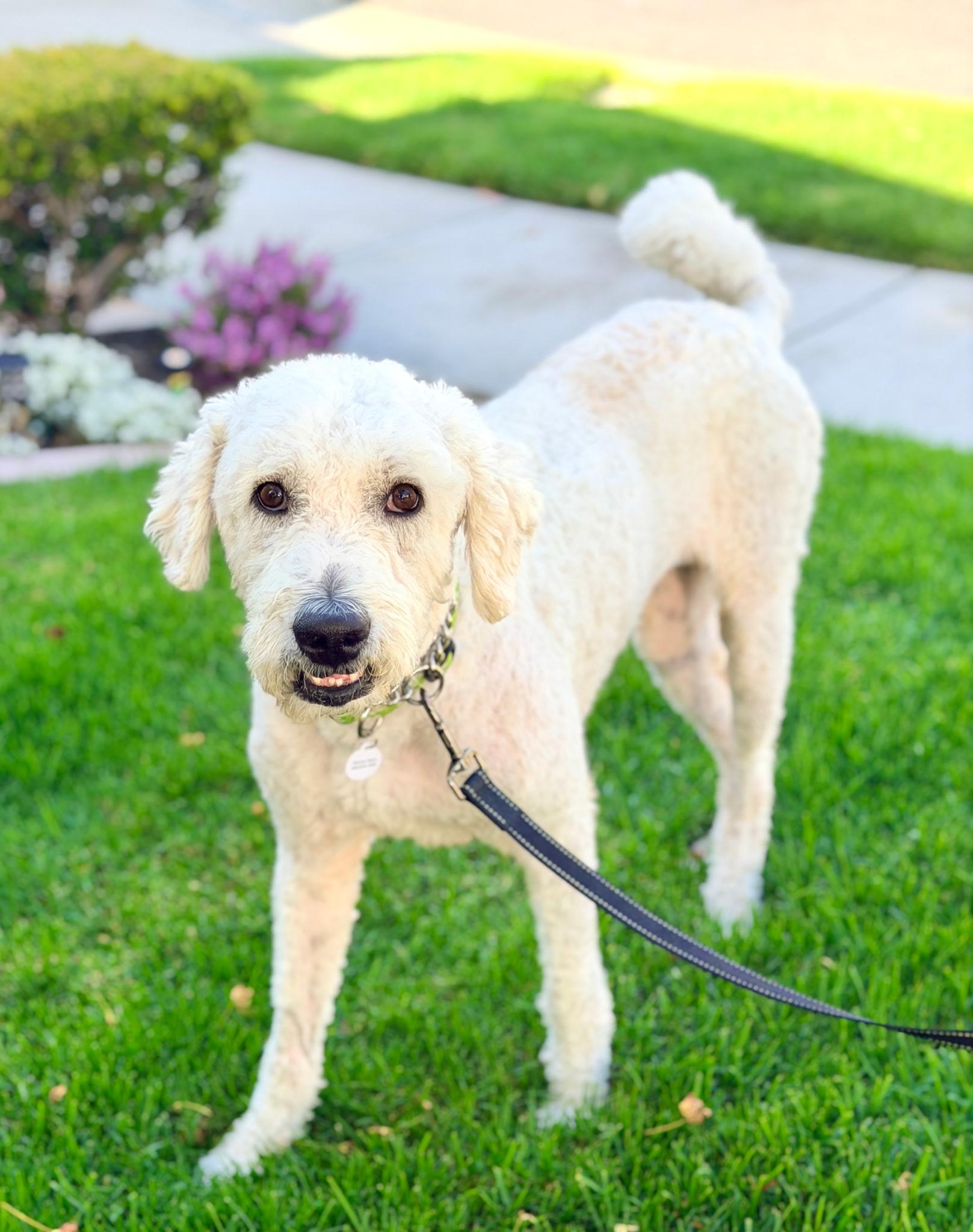 Darla, a ADOPTABLE mixed breed in Corona Del Mar, CA image 2/5