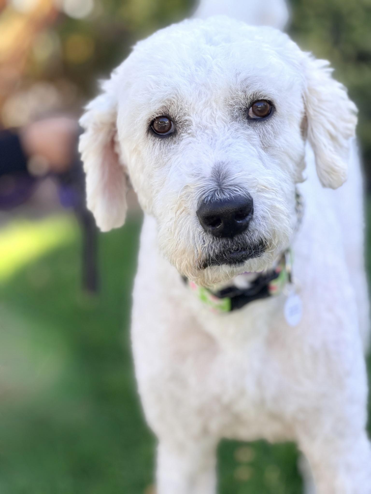 Darla, ADOPTABLE, Adult Female Labradoodle & Standard Poodle.