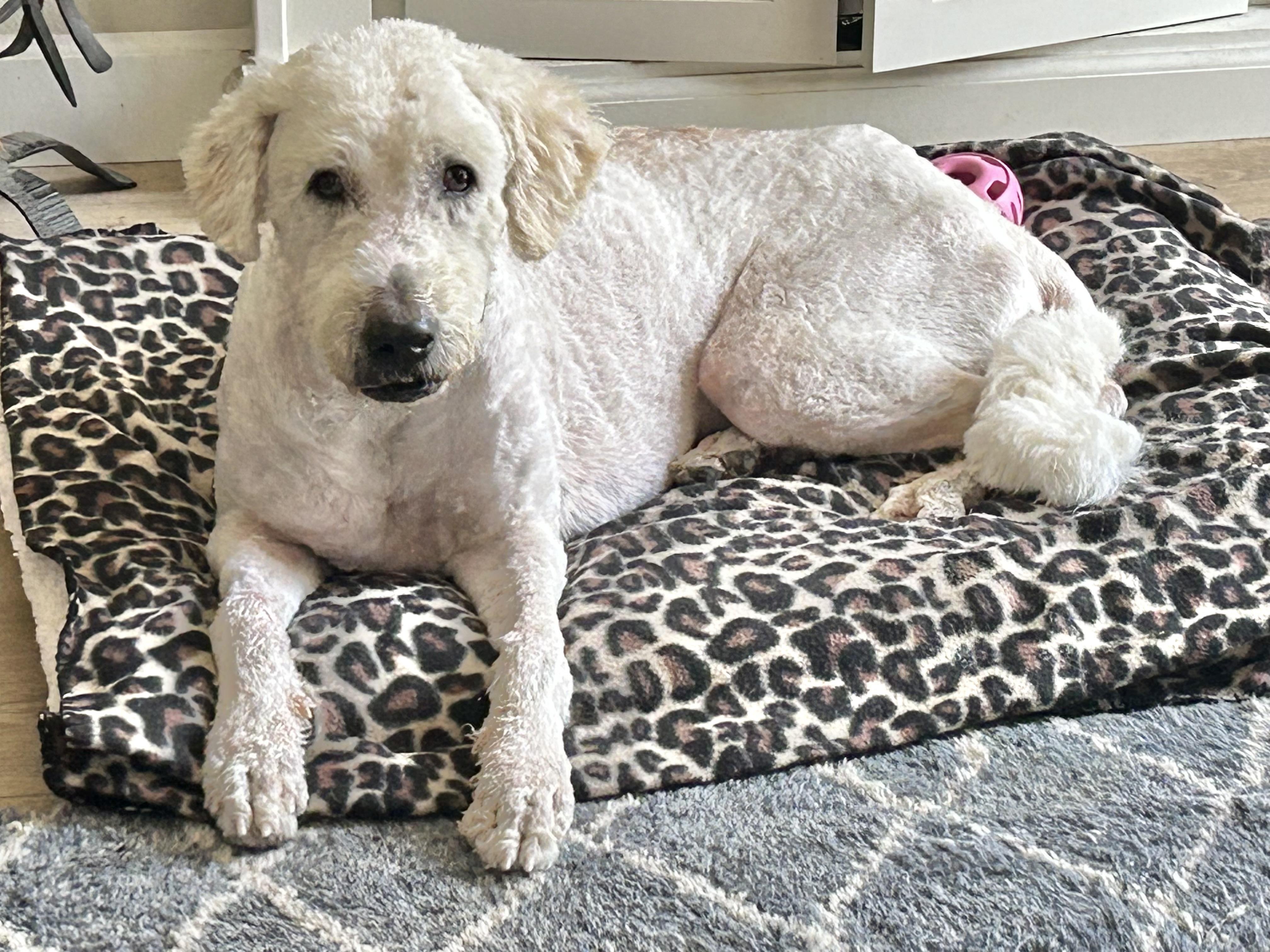 Darla, a ADOPTABLE mixed breed in Corona Del Mar, CA image 4/5