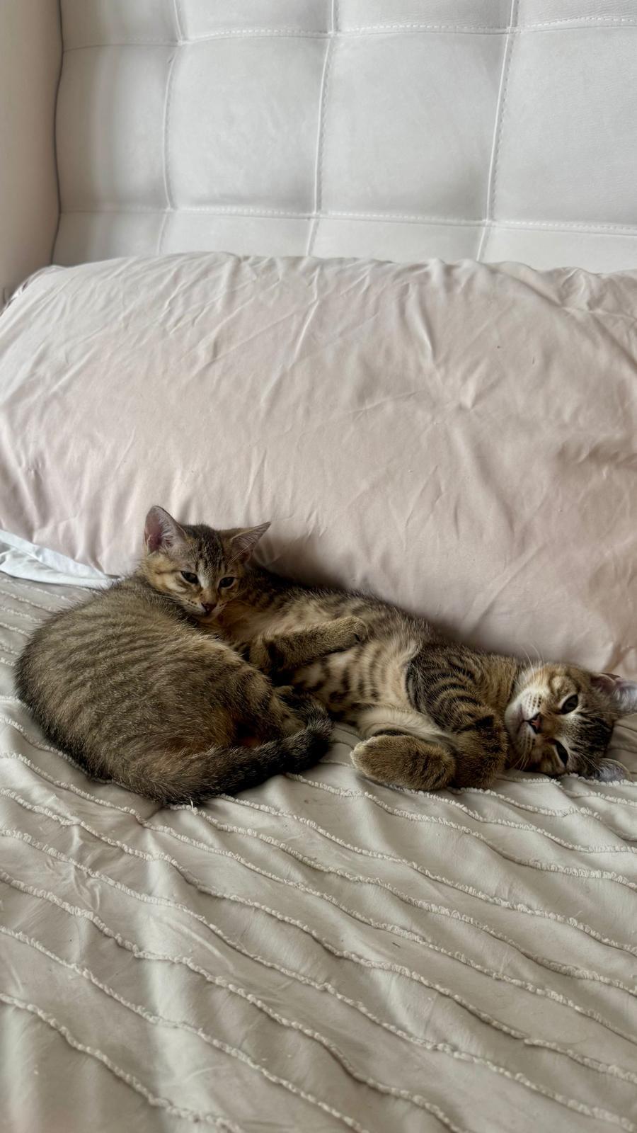 Zion, a Adoptable Domestic Short Hair in Miami, FL image 3/6