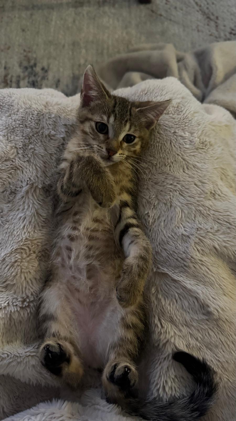 Zion, a Adoptable Domestic Short Hair in Miami, FL image 5/6